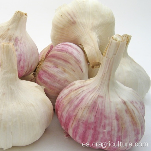 Precio de New Crop Gourmet Red Garlic